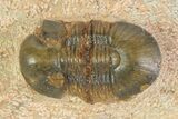 Small Paralejurus Trilobite Fossil - Lghaft, Morocco #350433-1
